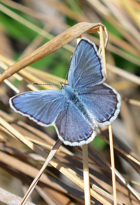 Karner blue butterfly