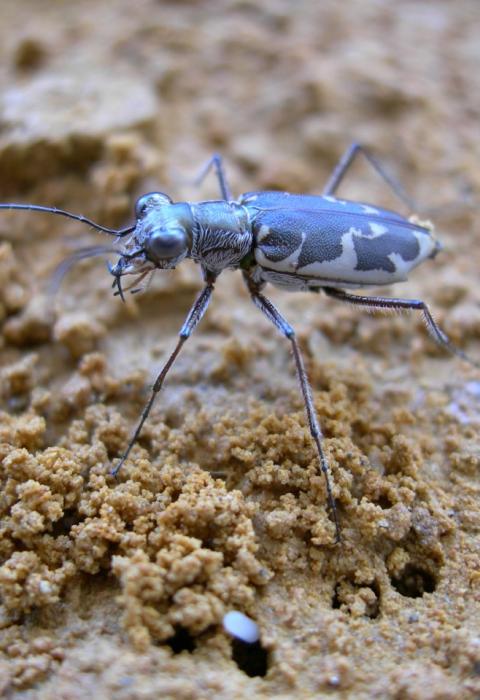 Cicindela puritana, Puritan Tiger Beetle with eggs