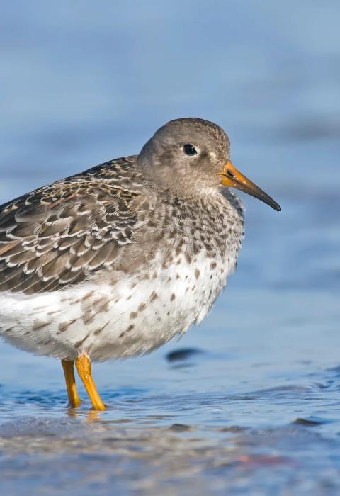 Purple sandpiper