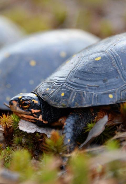 Spotted turtles