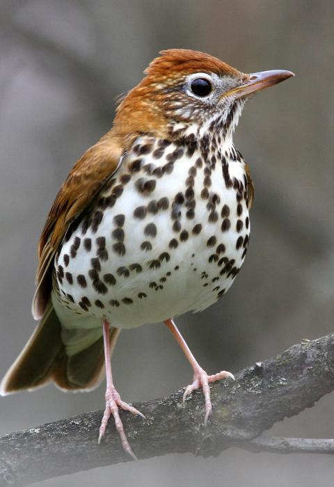 Wood thrush