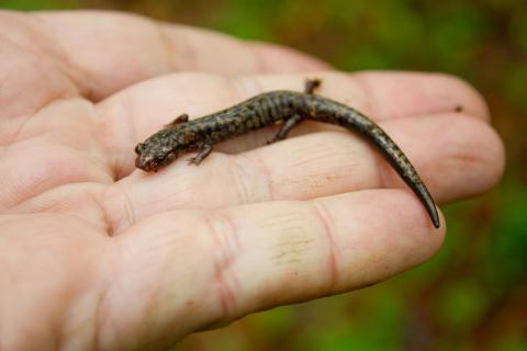 Weller's Salamander