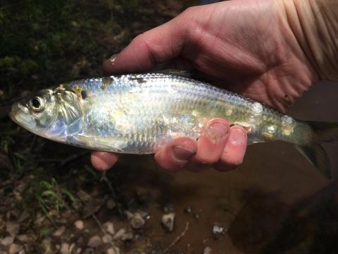 Photo of hand holding a blueback herring